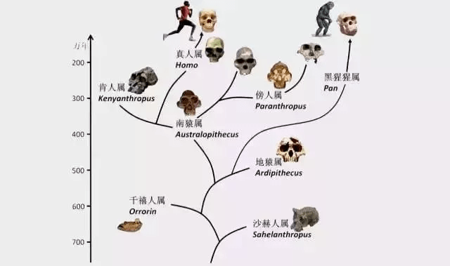 澳门800图库精准,动态调整策略执行_DP35.120