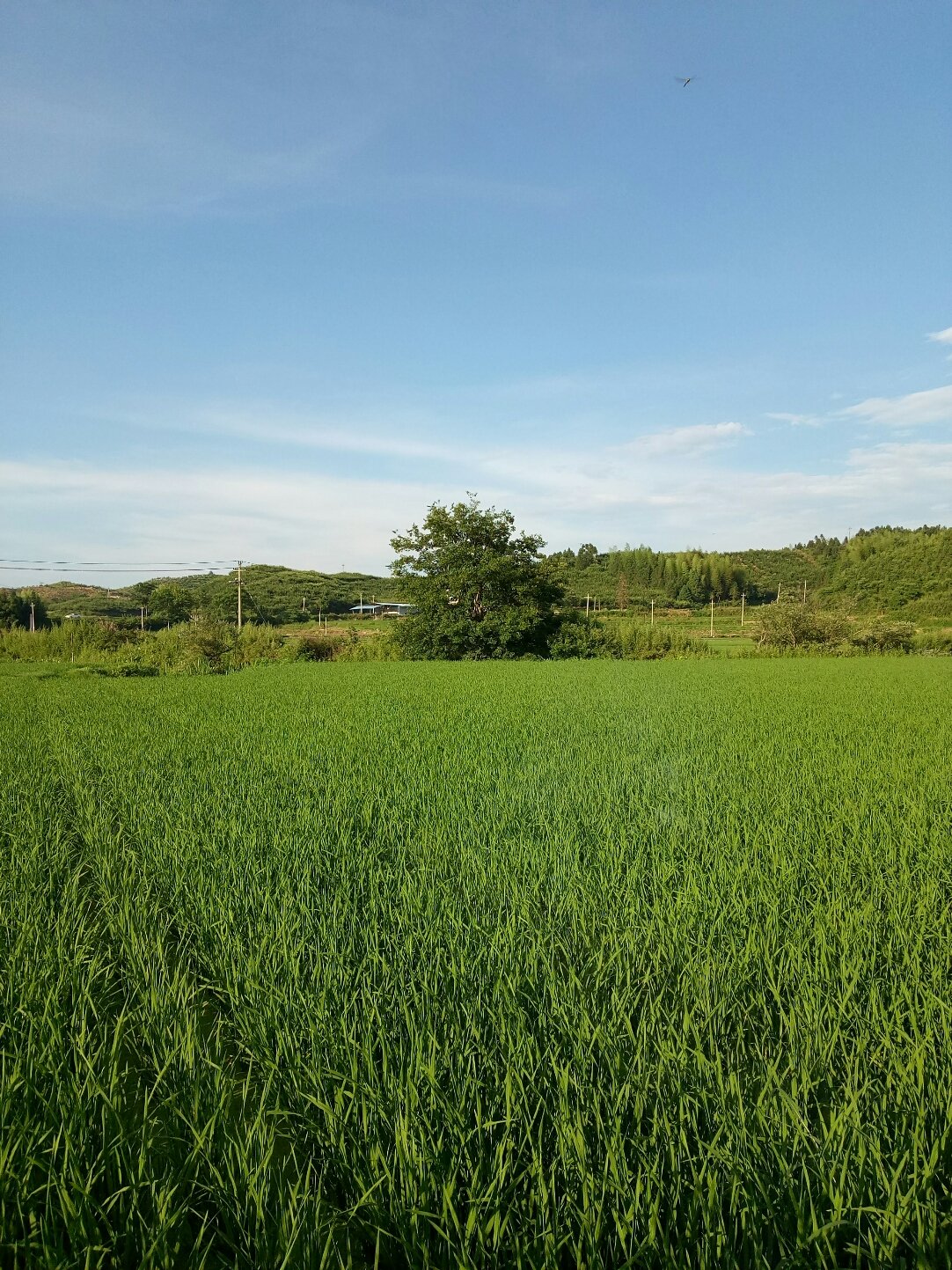 青年垦殖场天气预报更新通知