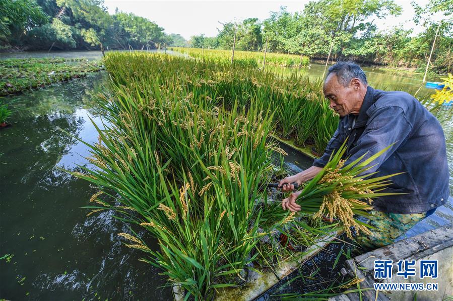 水丰农场展现农业现代化新风貌的最新新闻