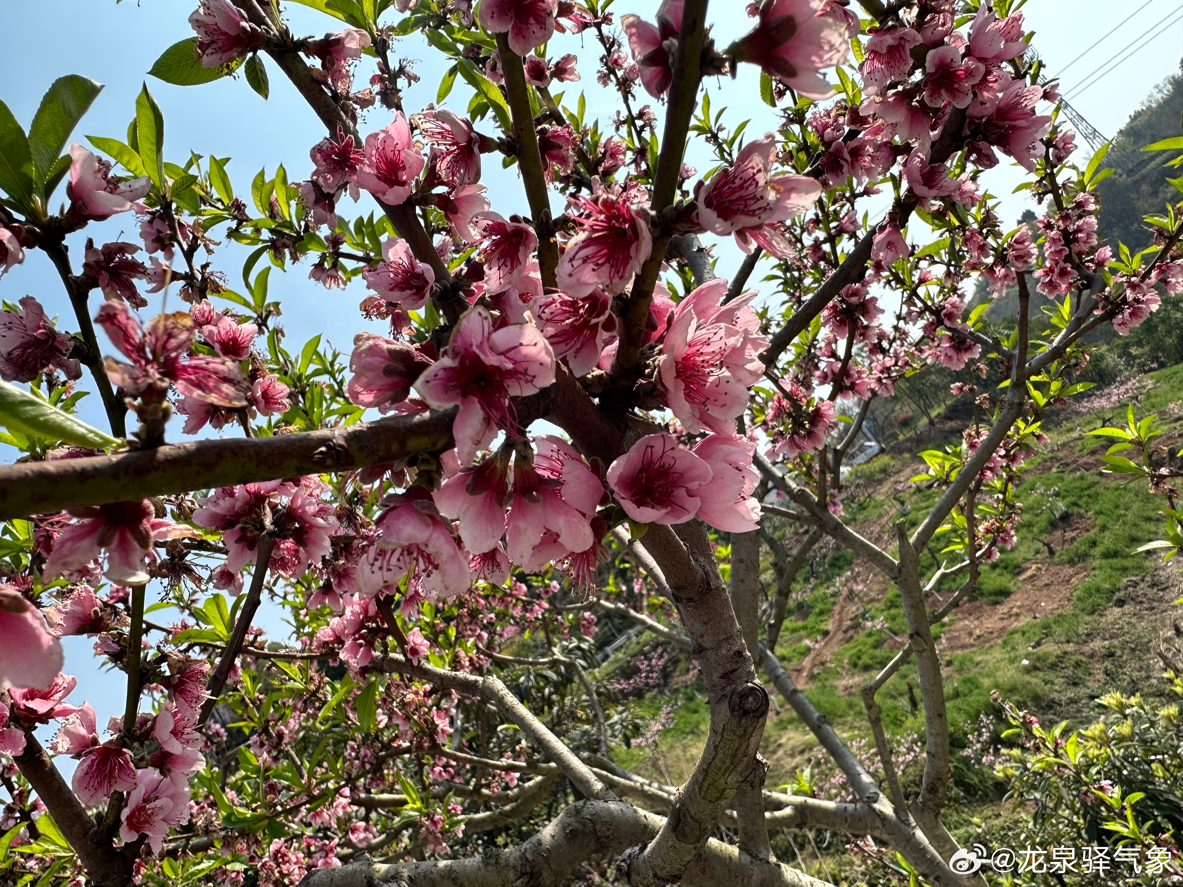 桃花盛开之际，天气预报与美丽共舞的时刻