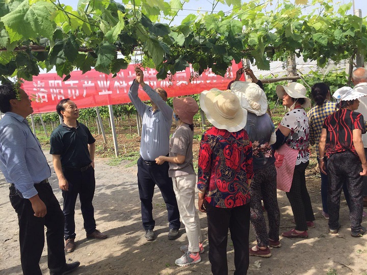 偃师市科技局项目最新进展与未来展望